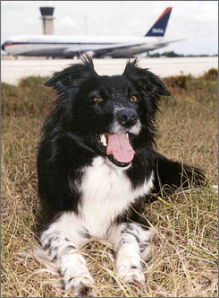 dog
